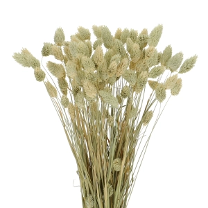 Suszony phalaris naturalny - mozga kanaryjska, kanar ~80 szt.