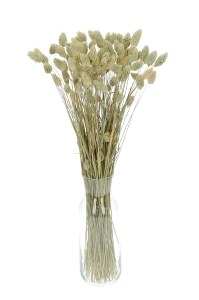 Dried natural Phalaris - canary grass ~80 stems