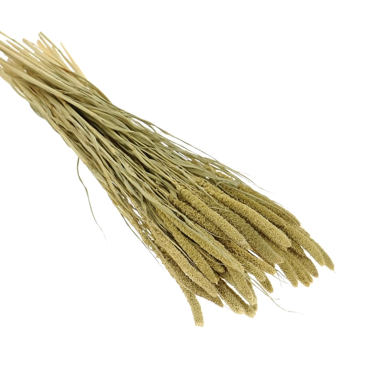Setaria italica (Borstenhirse), natürlich - Strauß, ~40 Stück - Trockengräser