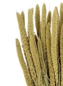 Setaria italica (Borstenhirse), natürlich - Strauß, ~40 Stück - Trockengräser