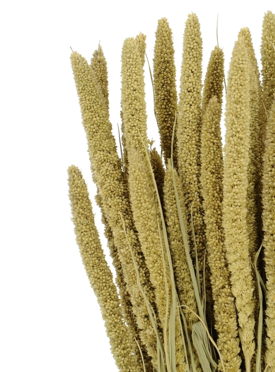 Setaria italica (Borstenhirse), natürlich - Strauß, ~40 Stück - Trockengräser
