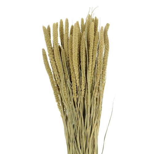 Setaria italica (Borstenhirse), natürlich - Strauß, ~40 Stück - Trockengräser