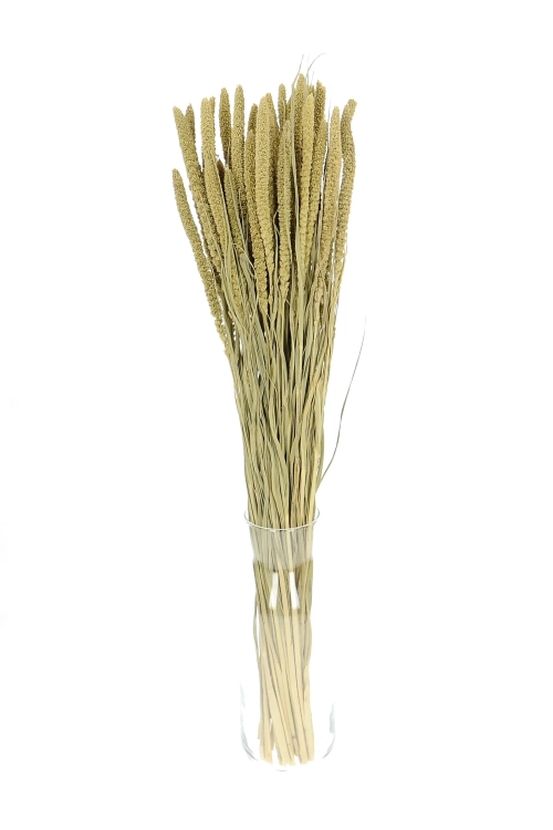 Setaria italica (Borstenhirse), natürlich - Strauß, ~40 Stück - Trockengräser