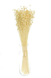 Dried bleached Linum (Flax) - bunch - dried flowers