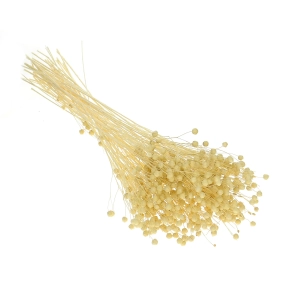 Dried bleached Linum (Flax) - bunch - dried flowers