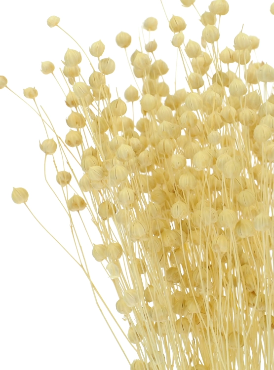 Dried bleached Linum (Flax) - bunch - dried flowers