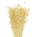 Flachs (Lein), gebleicht - Strauß - Trockenblumen