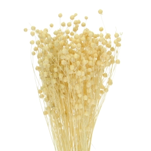 Dried bleached Linum (Flax) - bunch - dried flowers
