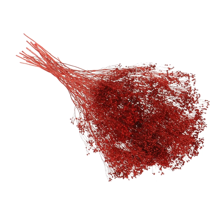 Dried red Broom Bloom - bunch