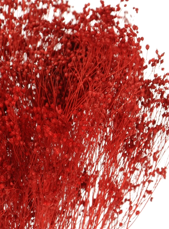 Dried red Broom Bloom - bunch