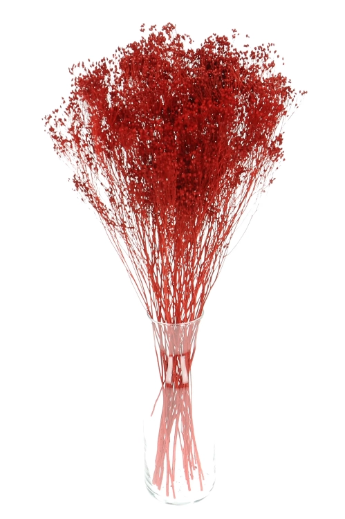 Dried flowers - red Broom Bloom - bunch