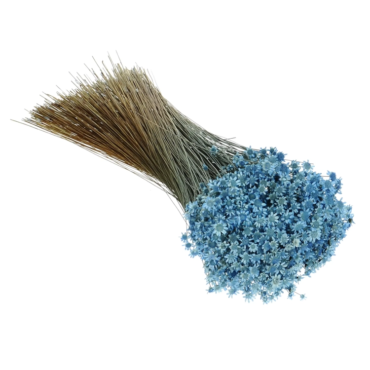 Dried blue Glixia - bunch - dried flowers