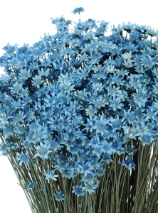 Dried blue Glixia - bunch - dried flowers