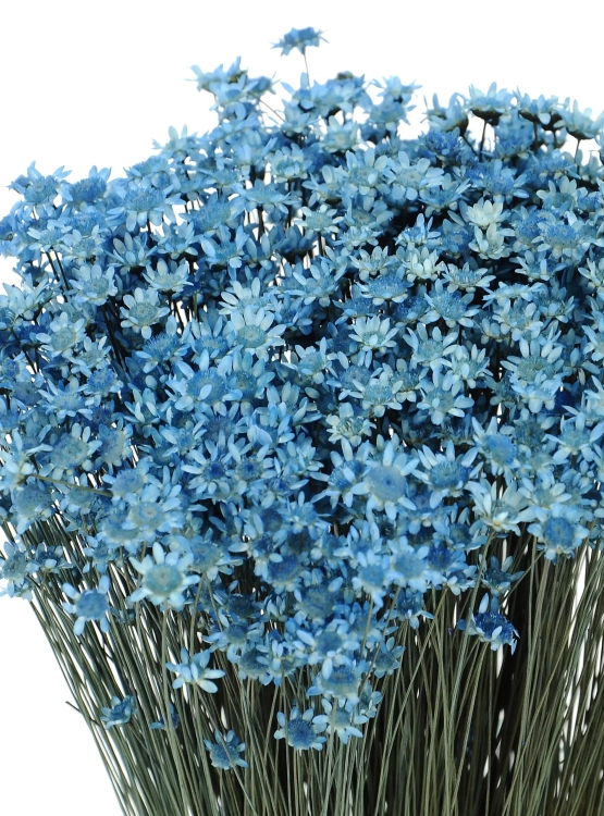 Dried blue Glixia - bunch - dried flowers