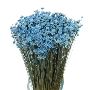 Dried blue Glixia - bunch - dried flowers