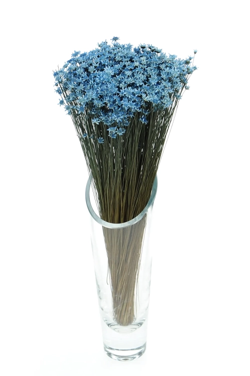 Dried blue Glixia - bunch - dried flowers