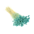 Suszony phalaris turkusowy - mozga kanaryjska, kanar ~80 szt.