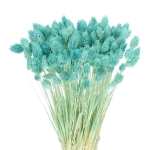 Phalaris (Kanariengras), türkis ~80 Stk. - Trockengräser
