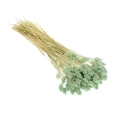 Suszony phalaris miętowy - mozga kanaryjska, kanar ~80 szt.