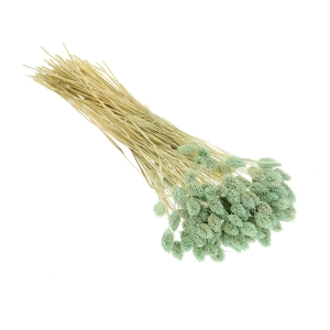 Dried mint green Phalaris - canary grass ~80 stems