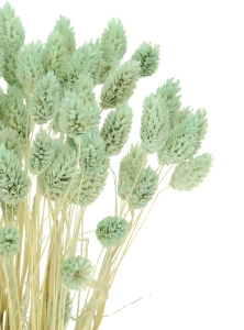 Suszony phalaris miętowy - mozga kanaryjska, kanar ~80 szt.