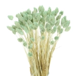 Dried mint green Phalaris - canary grass ~80 stems 