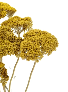 Dried yellow Achillea - bunch - dried flowers