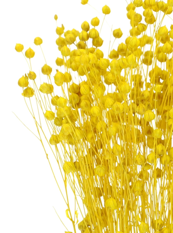 Dried yellow Linum (Flax) - bunch - dried flowers