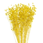 Dried yellow Linum (Flax) - bunch - dried flowers
