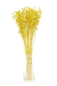 Dried yellow Linum (Flax) - bunch - dried flowers
