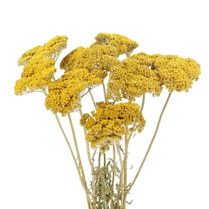 Dried yellow Achillea - bunch - dried flowers
