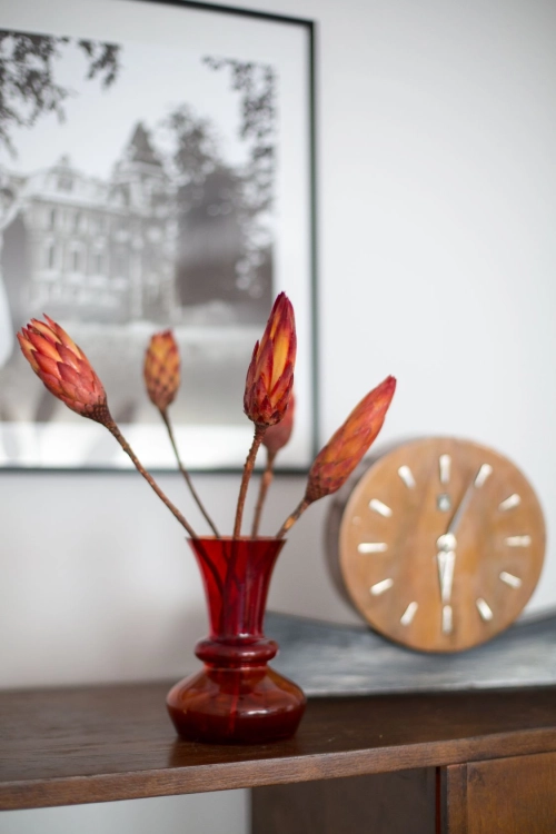 Dried red Protea - stem - dried flowers