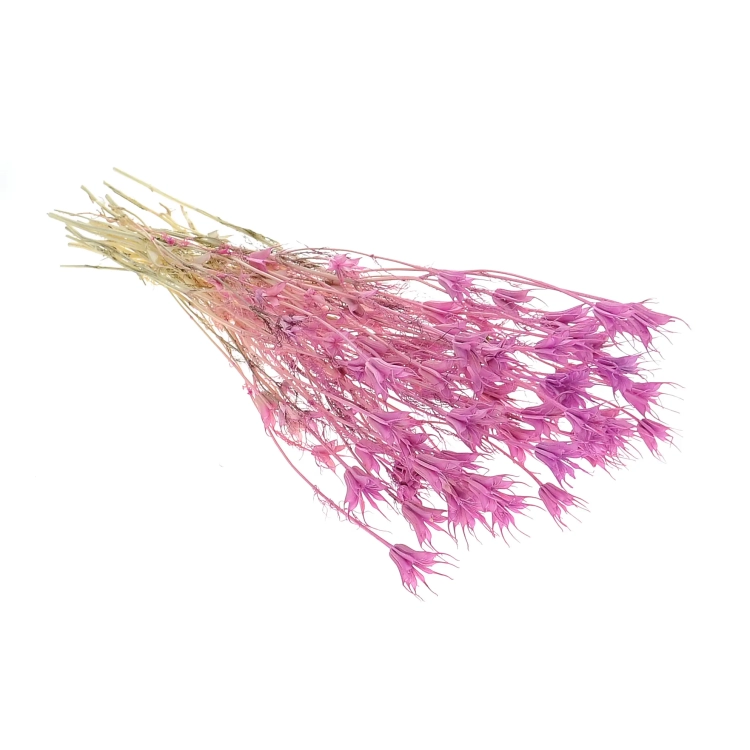 Nigella orientalis, violett - Strauß - Trockenblumen