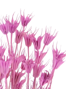 Nigella orientalis, violett - Strauß - Trockenblumen