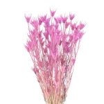 Nigella orientalis, violett - Strauß - Trockenblumen