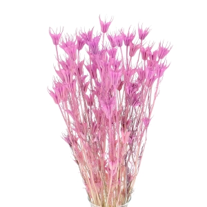 Nigella orientalis, violett - Strauß - Trockenblumen