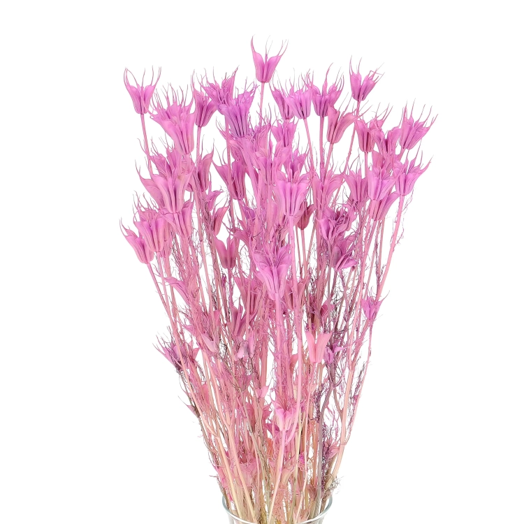 Nigella orientalis, violett - Strauß - Trockenblumen