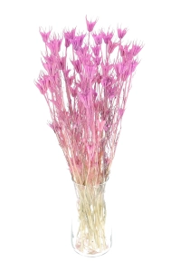 Nigella orientalis, violett - Strauß - Trockenblumen