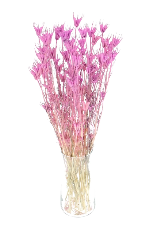 Nigella orientalis, violett - Strauß - Trockenblumen