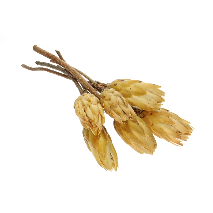 Dried cream Protea - stem - dried flowers