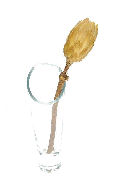 Dried cream Protea - stem - dried flowers