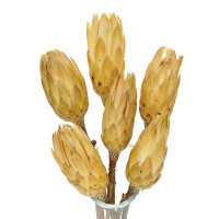 Dried cream Protea - stem - dried flowers