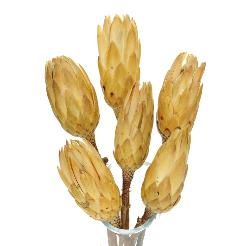 Dried cream Protea - stem - dried flowers