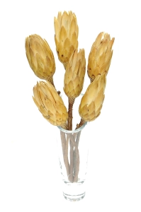 Protea, creme - Zweig - Trockenblumen