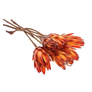 Dried red Protea - stem - dried flowers