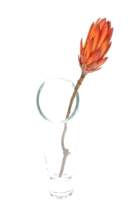 Dried red Protea - stem - dried flowers
