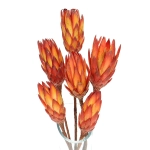 Dried red Protea - stem - dried flowers