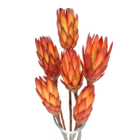 Dried red Protea - stem - dried flowers