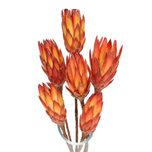 Dried red Protea - stem - dried flowers