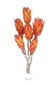 Dried red Protea - stem - dried flowers